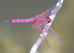 Trithemis selika
