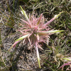 Castilleja sessiliflora