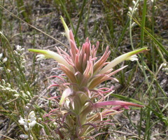 Castilleja sessiliflora