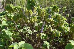 Coleus barbatus grandis