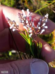 Spatalla racemosa