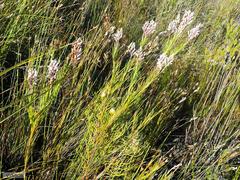 Spatalla racemosa