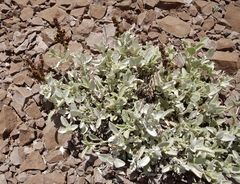 Atriplex gardneri cuneata