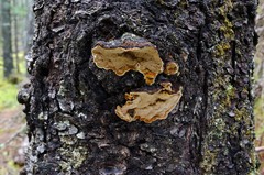 Phellinus chrysoloma