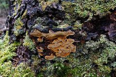 Phellinus chrysoloma