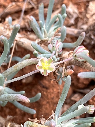 African Saltsorrel (Kewa bowkeriana)