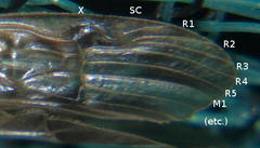 Amphipsyche senegalensis