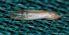 Amphipsyche senegalensis