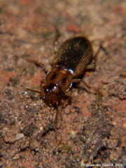 Pseudohyparpalus