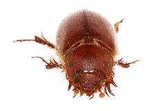 Chaetocanthus insuetus