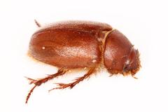 Chaetocanthus insuetus