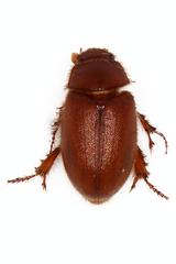 Chaetocanthus insuetus