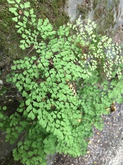 Adiantum raddianum