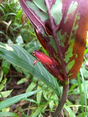Columnea dimidiata