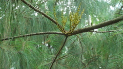 Arceuthobium globosum