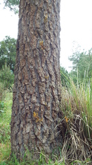 Arceuthobium globosum