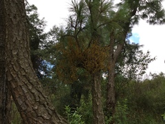 Arceuthobium globosum