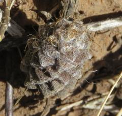 Anacampseros albidiflora