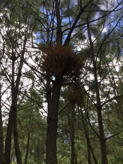 Arceuthobium globosum