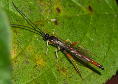 Dolichomitus irritator