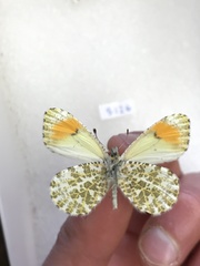 Anthocharis julia flora