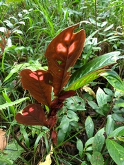 Columnea dimidiata