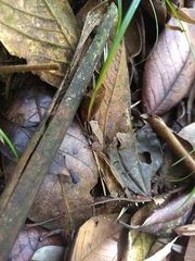 Pristimantis thectopternus