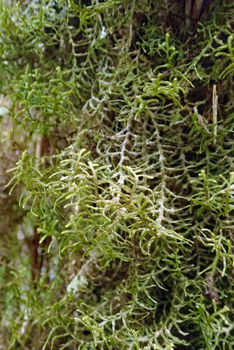 Dendromastigophora flagellifera