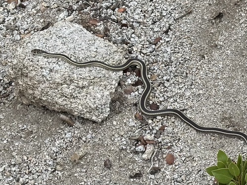 iNaturalist observation photo of Striped Whipsnake