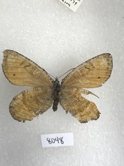 Oeneis chryxus valerata