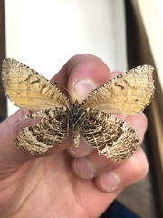 Oeneis chryxus valerata