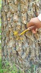 Arceuthobium globosum