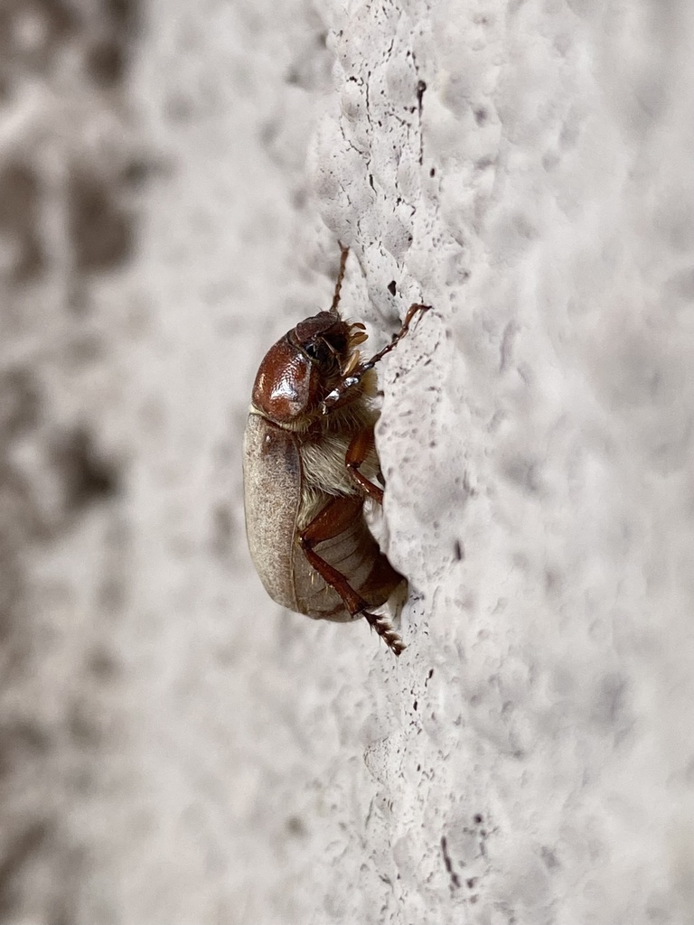 Listrochelus scoparius