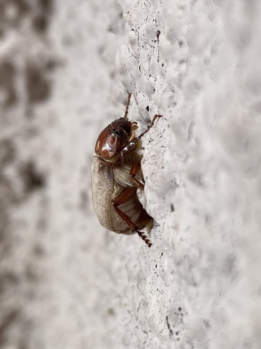Listrochelus scoparius