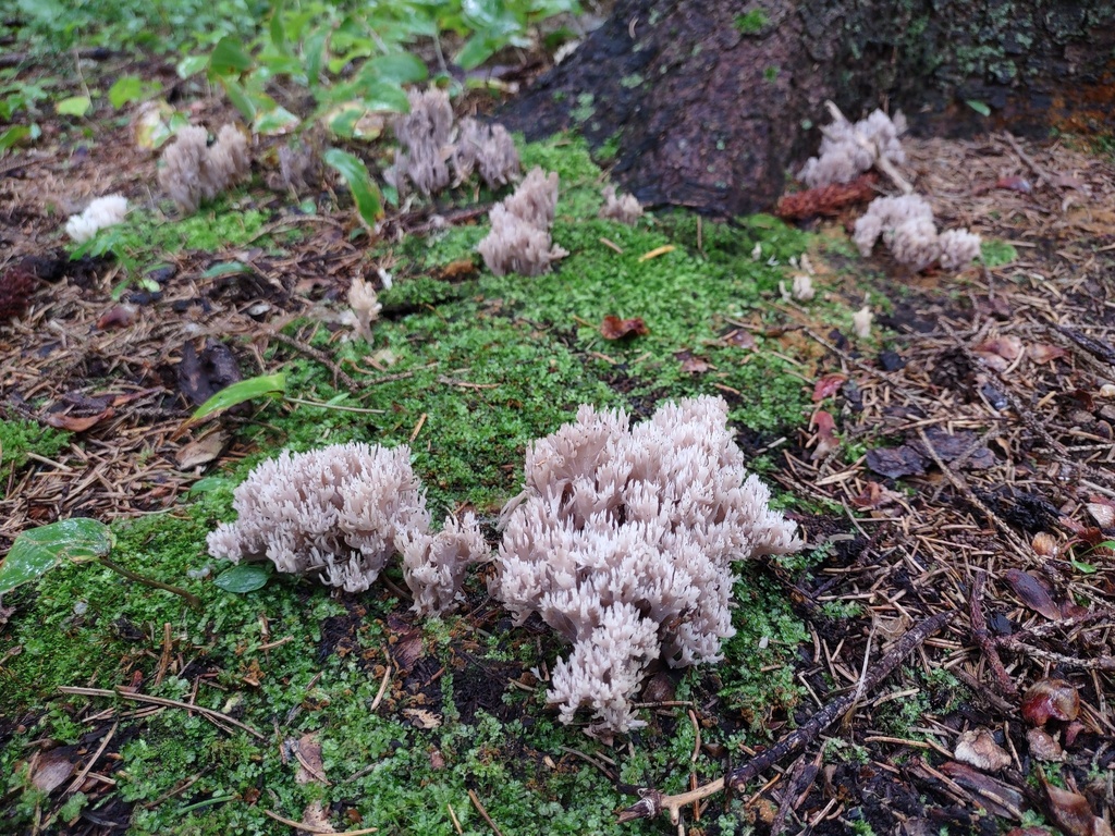 White Coral Fungus from Douville, Saint-Hyacinthe, QC, Canada on August ...