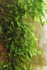 Orthorrhynchium elegans