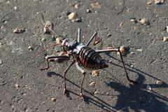 Acanthoplus discoidalis