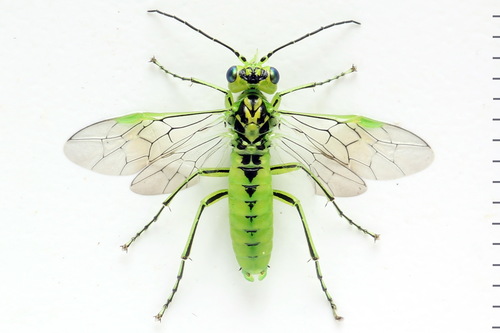 Narrow-striped Rhogogaster, photo 2 of 10