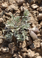 Astragalus cymboides