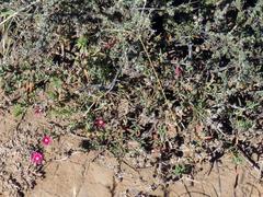 Delosperma multiflorum