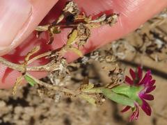 Delosperma multiflorum