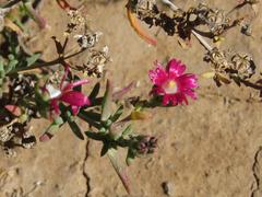 Delosperma multiflorum
