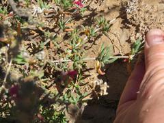 Delosperma multiflorum