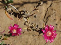 Delosperma multiflorum