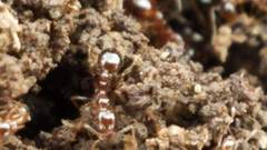 Solenopsis saevissima