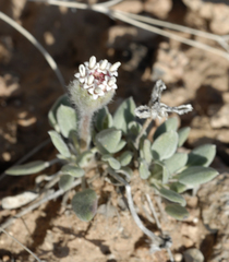 Chamaechaenactis scaposa