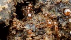 Solenopsis saevissima