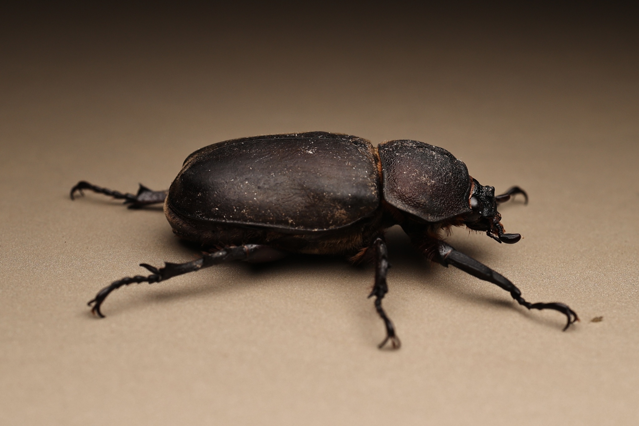 Japanese Rhinoceros Beetle (Trypoxylus dichotomus) · iNaturalist