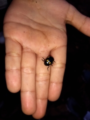 Labidomera suturella