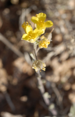Physaria rectipes